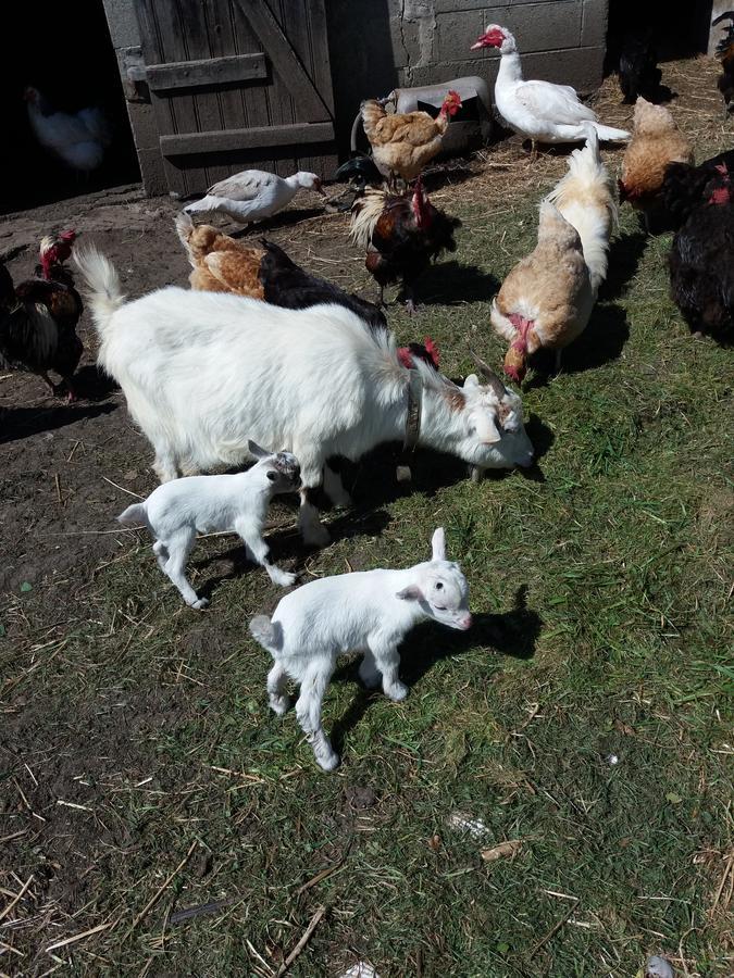 לינה וארוחת בוקר פלוגוף La Ferme Du Bout Du Monde מראה חיצוני תמונה